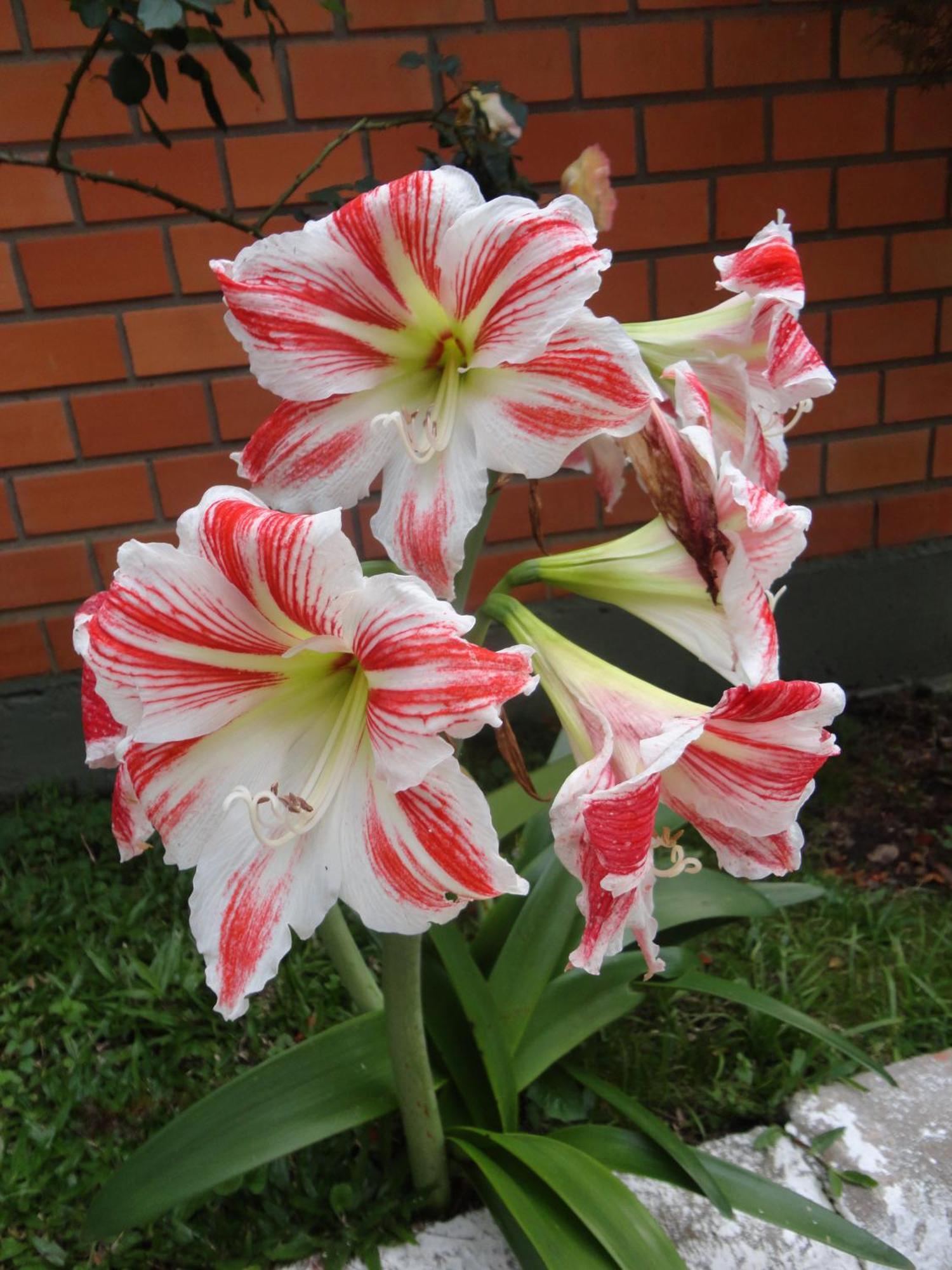 Hotel Cabana Jardim De Flores Gramado Zewnętrze zdjęcie